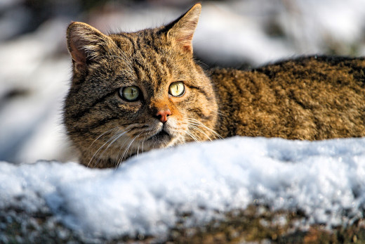 �1761772 �������(a): ����������:3700x2465